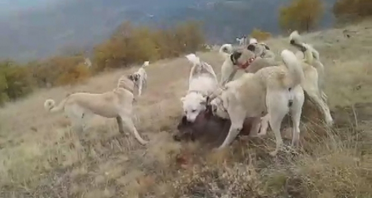 Kangallar Yerleşim Yerine Dadanan Domuza Acımadı