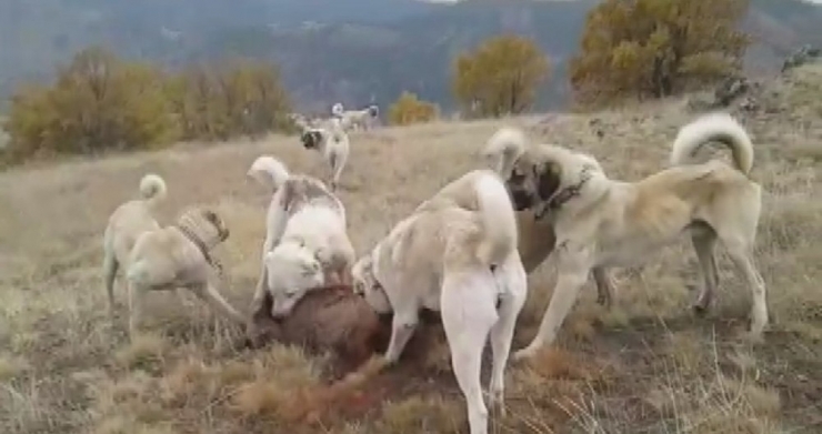 Kangallar Yerleşim Yerine Dadanan Domuza Acımadı