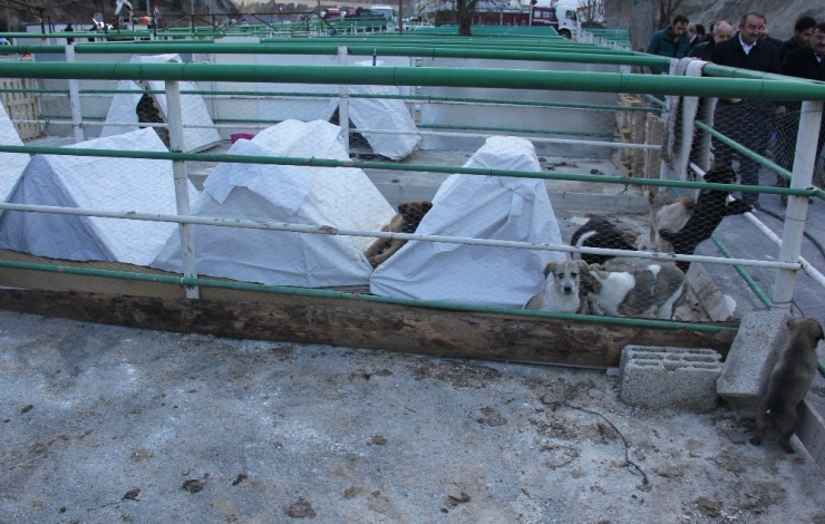 Kurban Pazarı Yerini Sokak Hayvanlarına Bıraktı