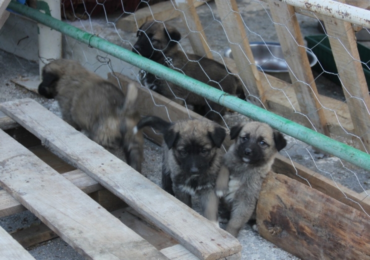 Kurban Pazarı Yerini Sokak Hayvanlarına Bıraktı