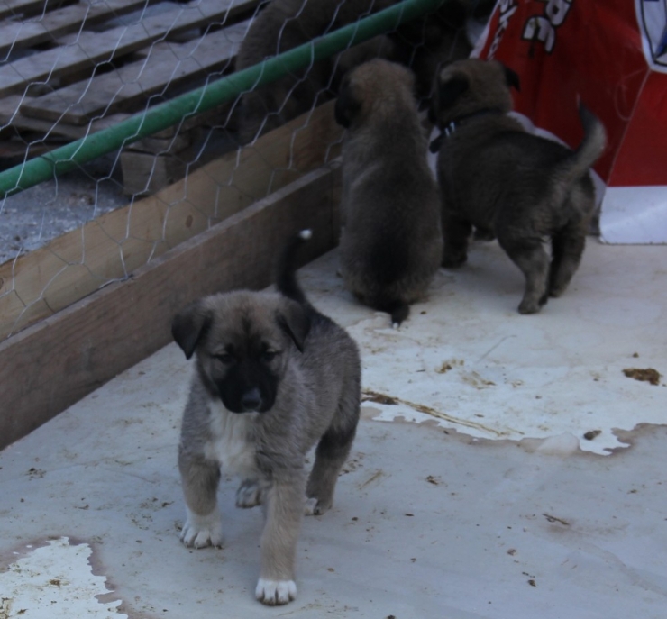 Kurban Pazarı Yerini Sokak Hayvanlarına Bıraktı