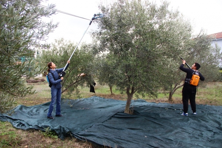 Zeytinyağında Kazıklanmayın