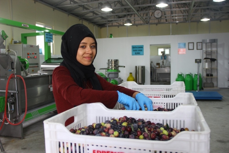 Zeytinyağında Kazıklanmayın