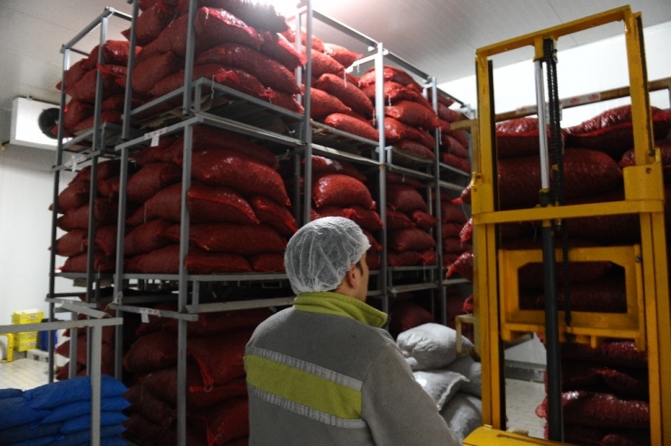 Şekerlemecilerin Kestane Alımı Yarı Yarıya Düştü