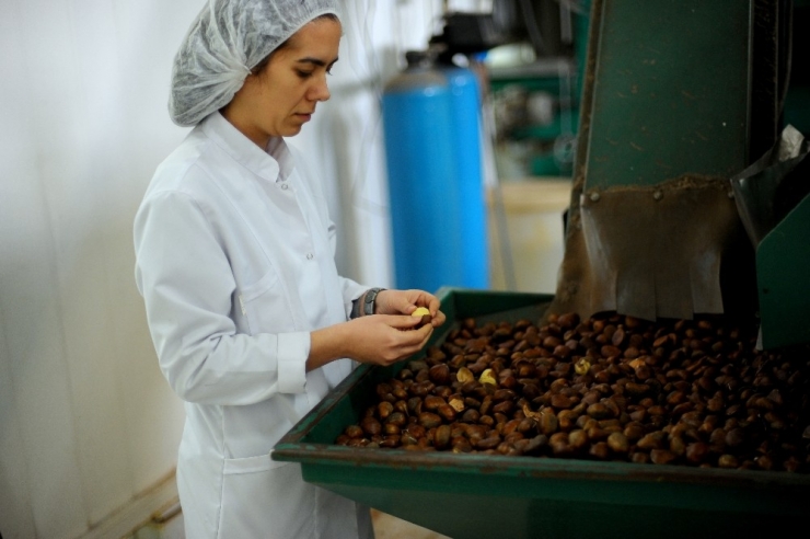 Şekerlemecilerin Kestane Alımı Yarı Yarıya Düştü