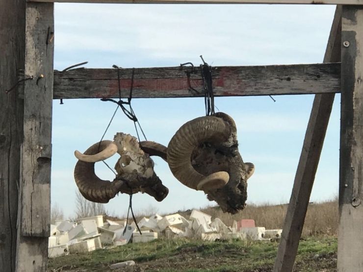 Tabelaya Asılan Koç Başları Şaşırtıyor