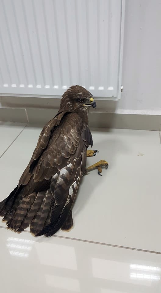 Yaralı Şahin, Milli Parklar Şefliği’ne Teslim Edildi