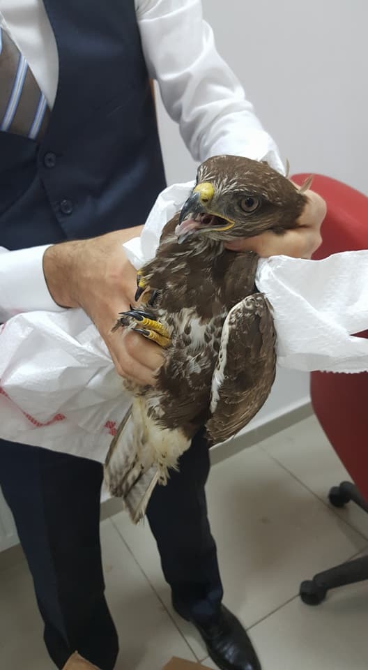 Yaralı Şahin, Milli Parklar Şefliği’ne Teslim Edildi