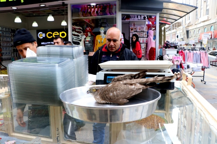 Kumruyu Öldürdü, Kendi Ölümden Döndü