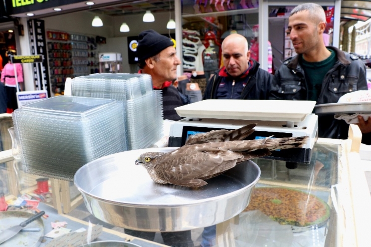 Kumruyu Öldürdü, Kendi Ölümden Döndü