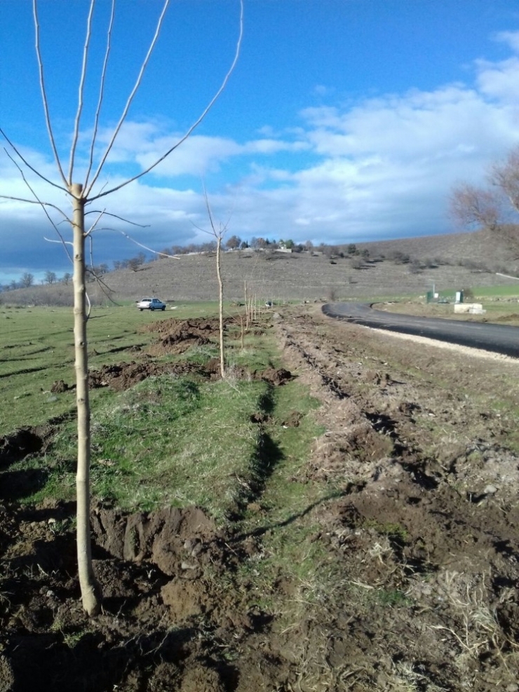 Simav’da 960 Fidan Toprakla Buluştu