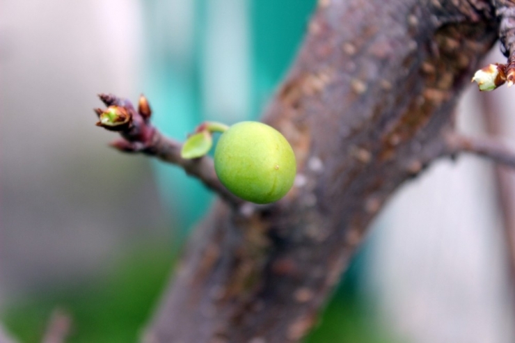 İklim Değişikliği Kendini Gösterdi, Kocaeli’nde Ağaçlar Meyve Verdi