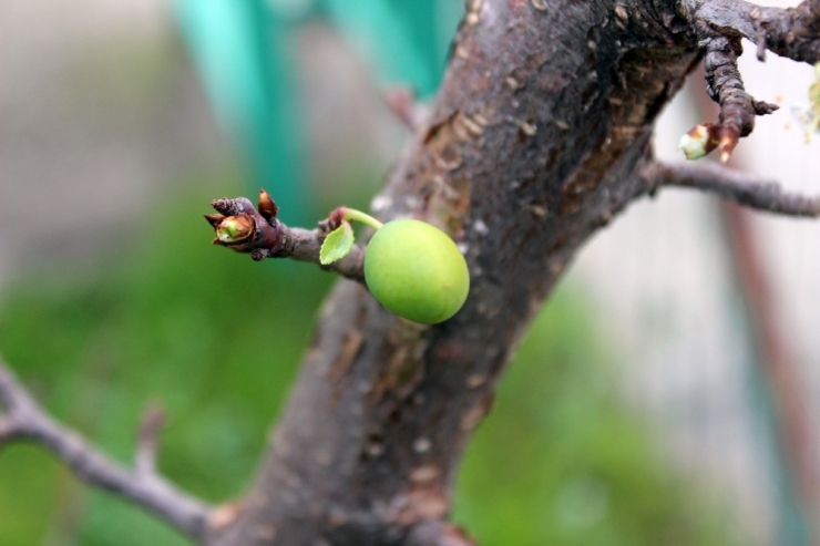 İklim Değişikliği Kendini Gösterdi, Kocaeli’nde Ağaçlar Meyve Verdi
