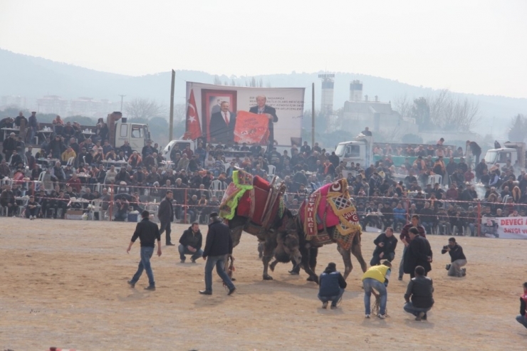 Burhaniye’de ’Zeytin Ve Zeytinyağı Hasat Festivali’