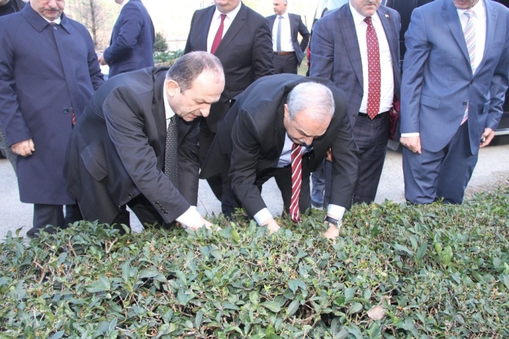 Gıda, Tarım Ve Hayvancılık Bakanı Fakıbaba Çay Bitkisini İnceledi