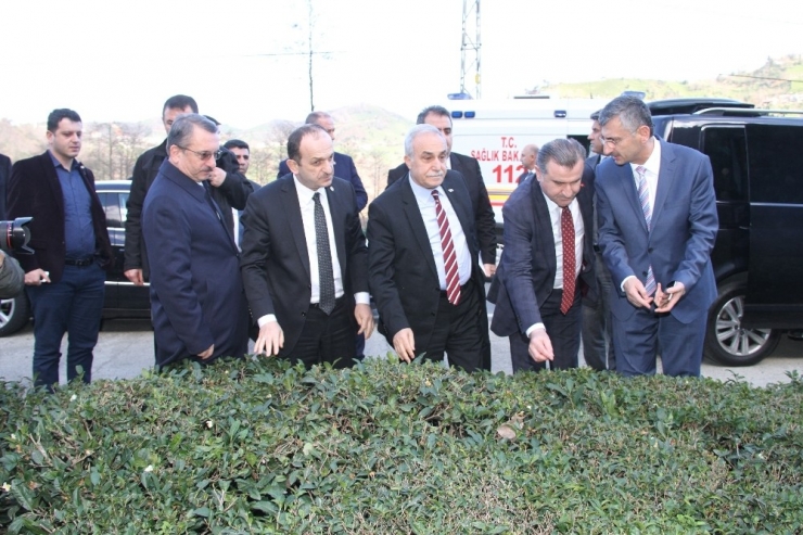 Gıda, Tarım Ve Hayvancılık Bakanı Fakıbaba Çay Bitkisini İnceledi