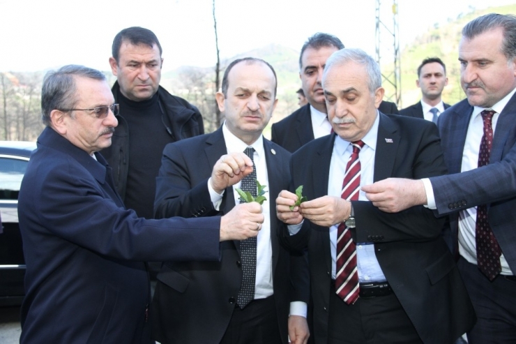 Gıda, Tarım Ve Hayvancılık Bakanı Fakıbaba Çay Bitkisini İnceledi