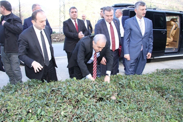 Gıda, Tarım Ve Hayvancılık Bakanı Fakıbaba Çay Bitkisini İnceledi