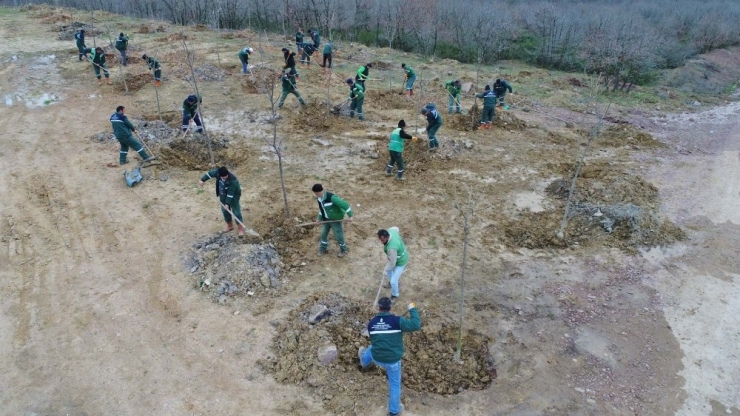 Sepetçi Köyü’ne 2 Bin 300 Ağaç