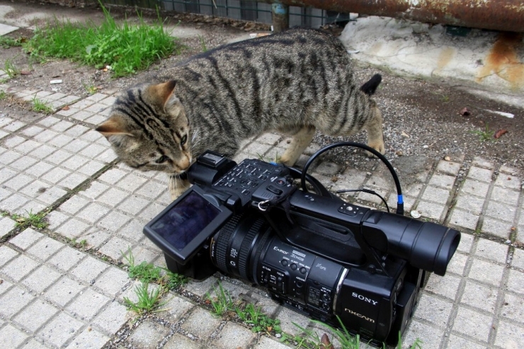 Sağlık Çalışanları Kedilere Sahip Çıktı