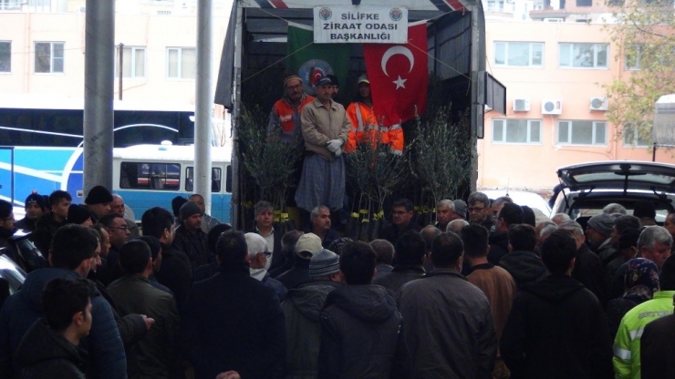 Silifke’de Çiftçilere 10 Bin Zeytin Fidanı Dağıtıldı