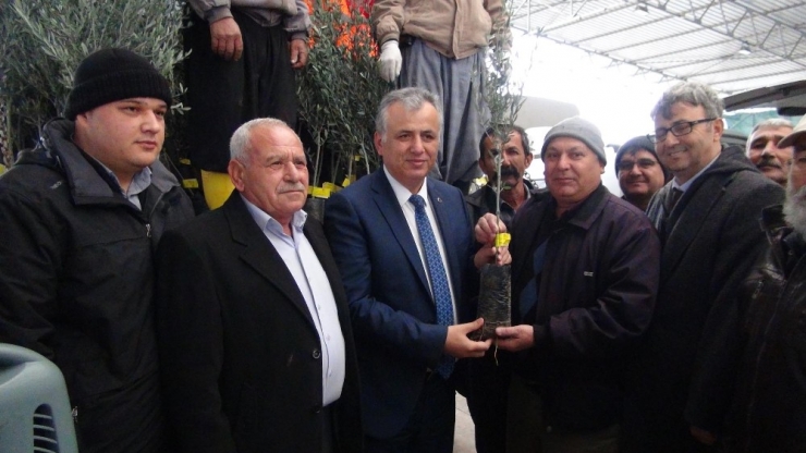 Silifke’de Çiftçilere 10 Bin Zeytin Fidanı Dağıtıldı