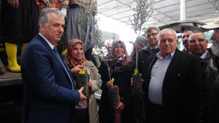 Silifke’de Çiftçilere 10 Bin Zeytin Fidanı Dağıtıldı