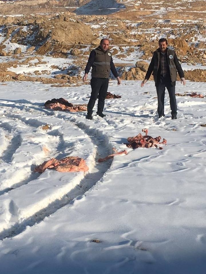 Van’da Sokak Hayvanlarına Yem Desteği