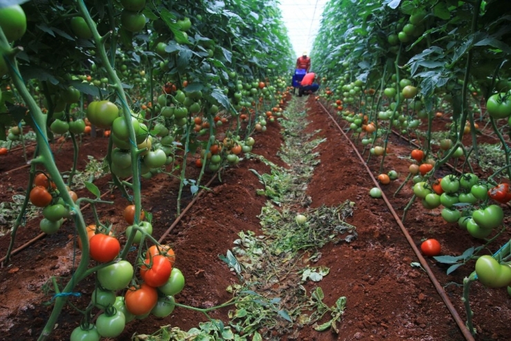Domatesin Fiyat Yükselişi Geçici
