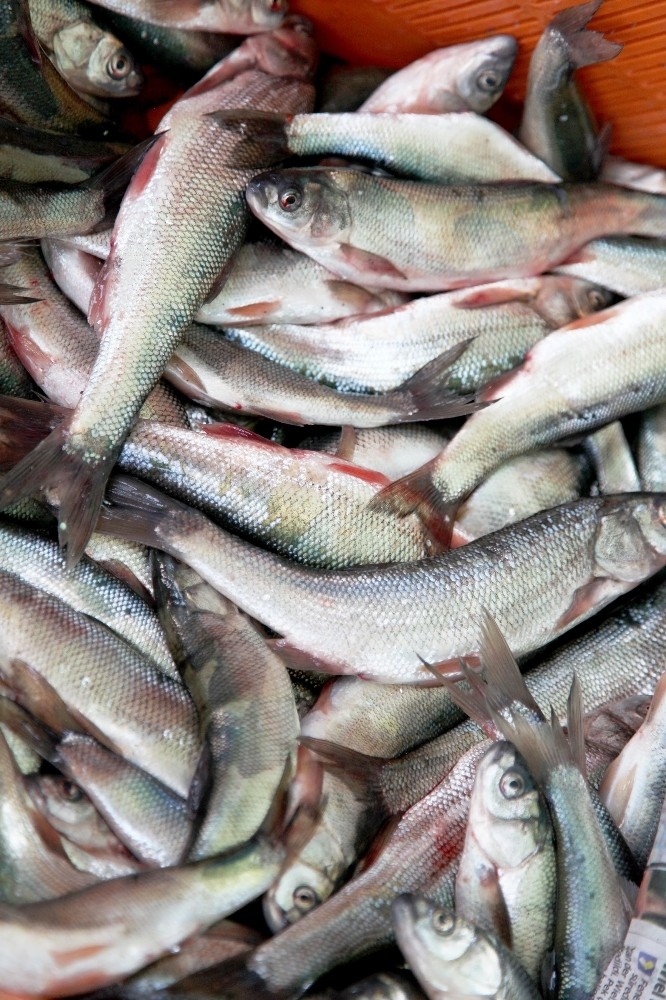 Ahlat’ta En Çok İnci Kefali Balığı Tercih Ediliyor