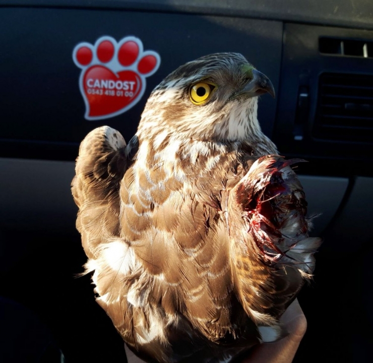 Ateşli Silahla Yaralanan Atmaca Tedaviye Alındı