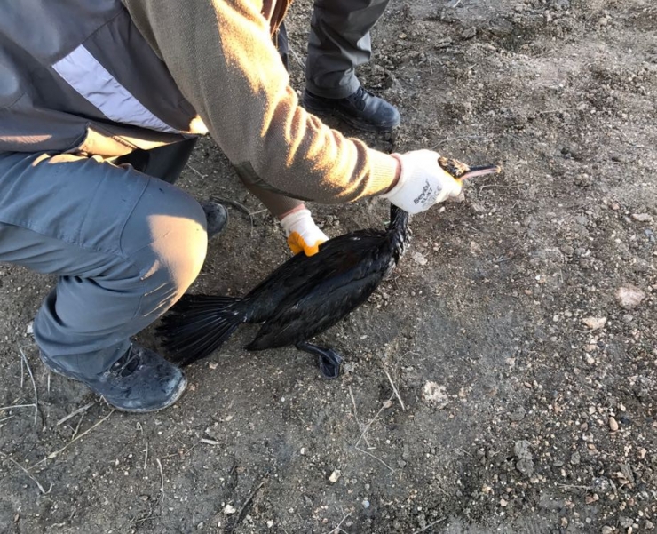 Burdur’da Su Kanalında Mahsur Kalan45 Karabatak Kurtarıldı