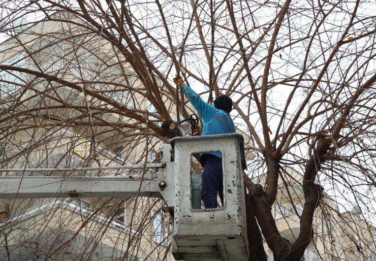 Haliliye’de Ağaç Bakım Ve Budama Çalışmaları Sürüyor