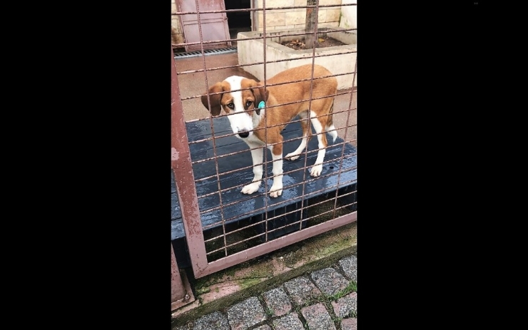 Hayvan Barınağından Tiyatro Sahnesine