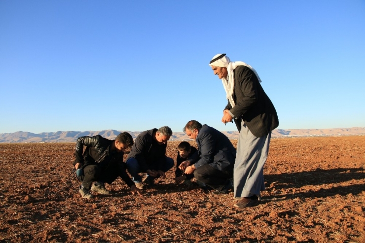 Çiftçiyi Kuraklık Endişesi Sardı
