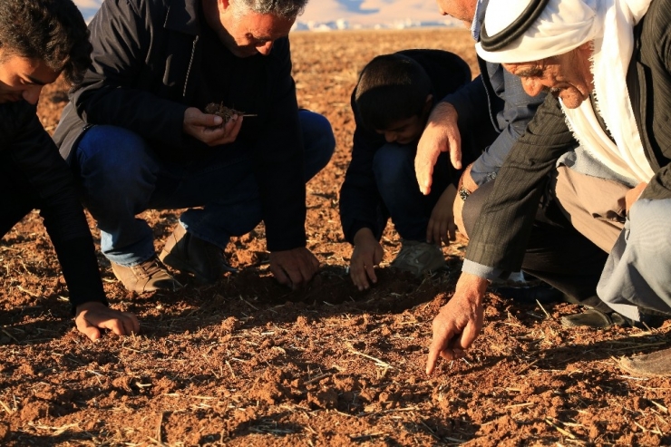 Çiftçiyi Kuraklık Endişesi Sardı