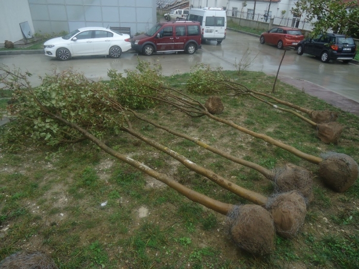 Çeşme’de Hastane Bahçesi Yeşillendirildi