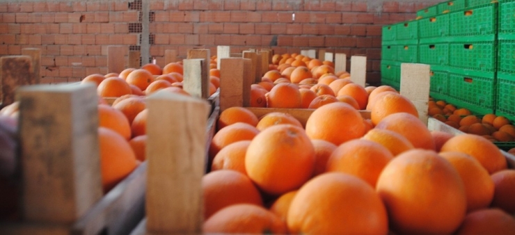 İhracat Portakal Üreticisini Umutlandırdı
