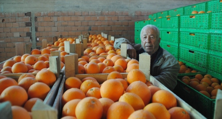 İhracat Portakal Üreticisini Umutlandırdı