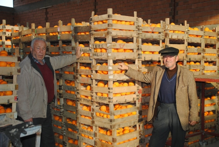 İhracat Portakal Üreticisini Umutlandırdı