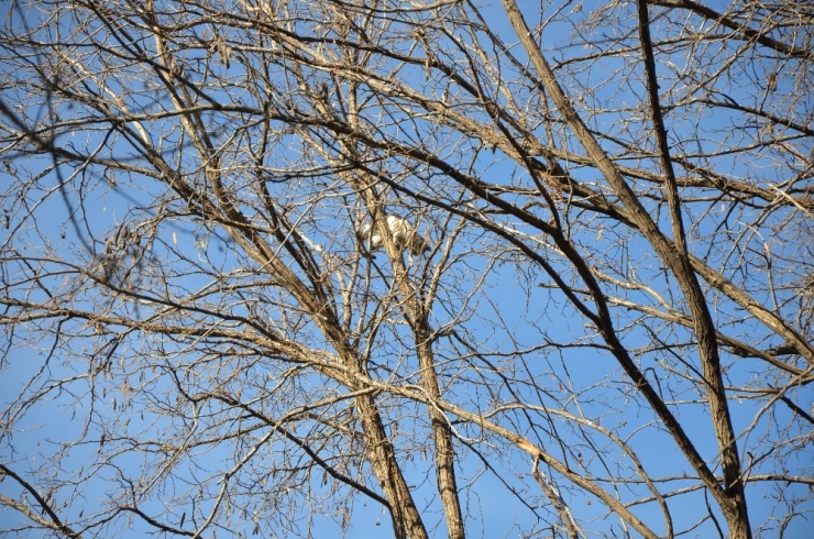 Ağaçta Kalan Kedi İçin Operasyon