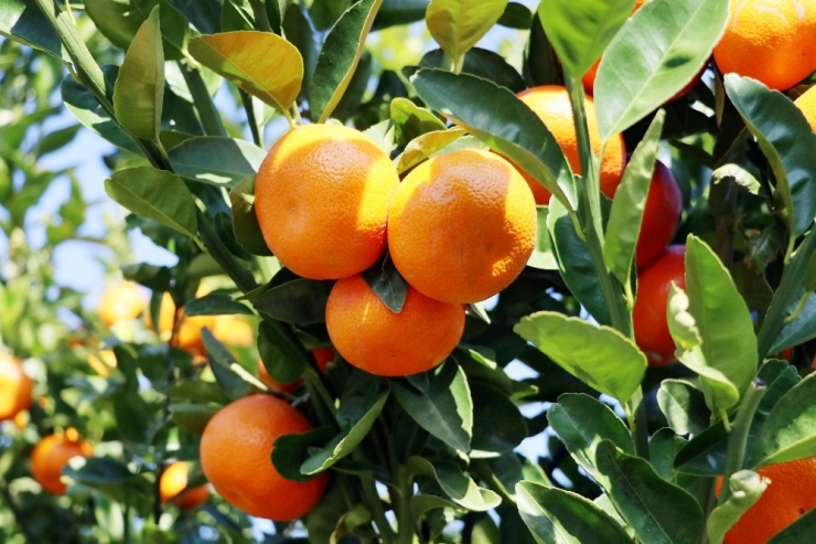 Adana’dan 125 Milyon Liralık Mandalina İhraç Edilecek