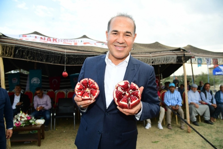Adana Ekolojisine Uygun Nar Çeşitleri Geliştirilecek