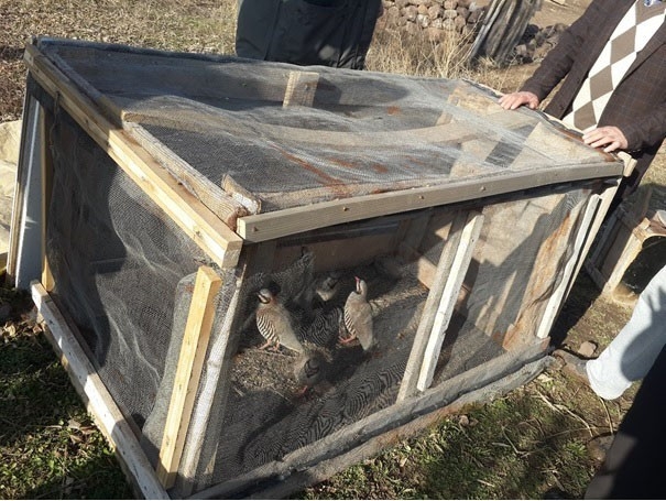 Kaçak Av Ve Sosyal Medyadan Keklik Ticaretine : 10 Bin 558 Lira Ceza