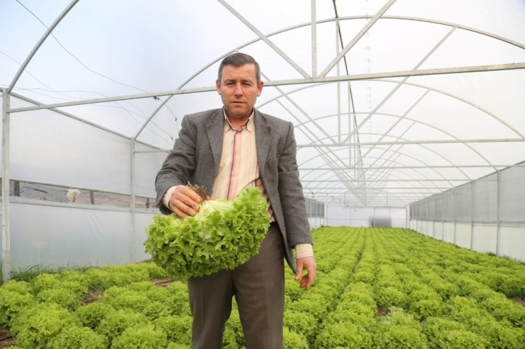 Büyükşehir’in Sera Desteği İle Üretim Daha Kaliteli