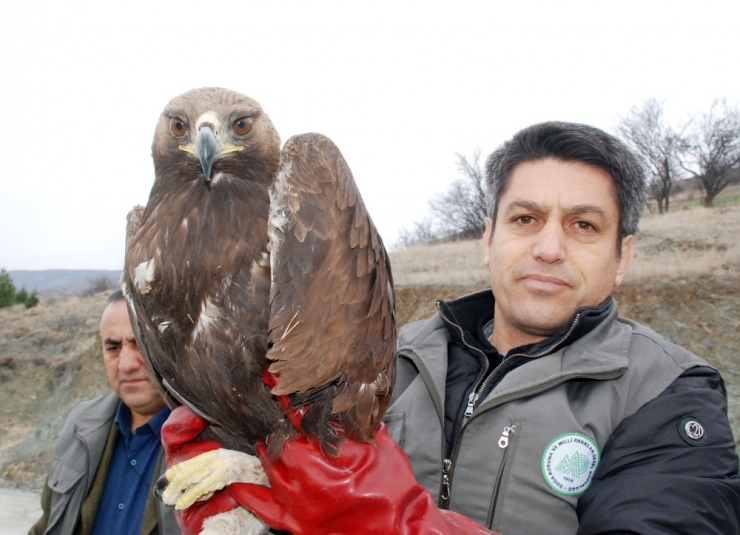 Altın Kartalı Tedavi Edilerek Doğaya Bırakıldı