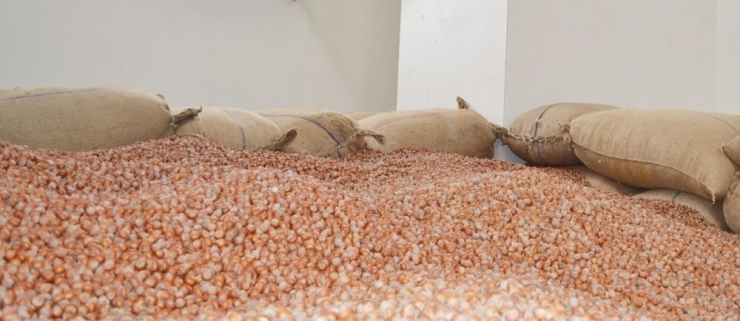 Fındığa Tsk Dopingi