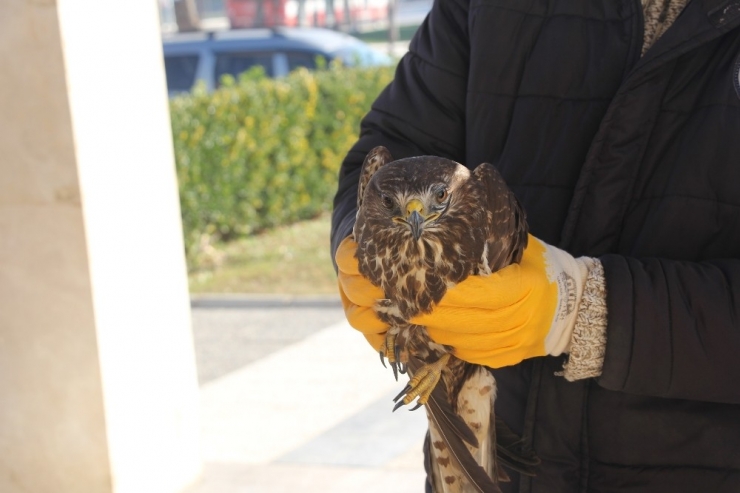 Yaralı Şahine Menderes Belediyesi Sahip Çıktı