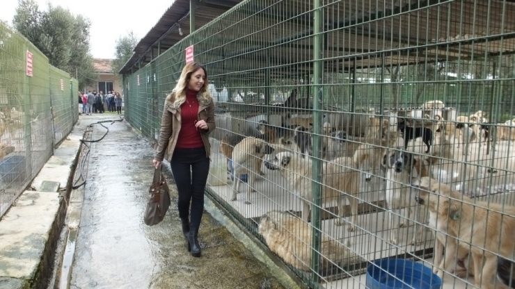 Liseli Gençler Barınaktaki Can Dostlarını Ziyaret Etti