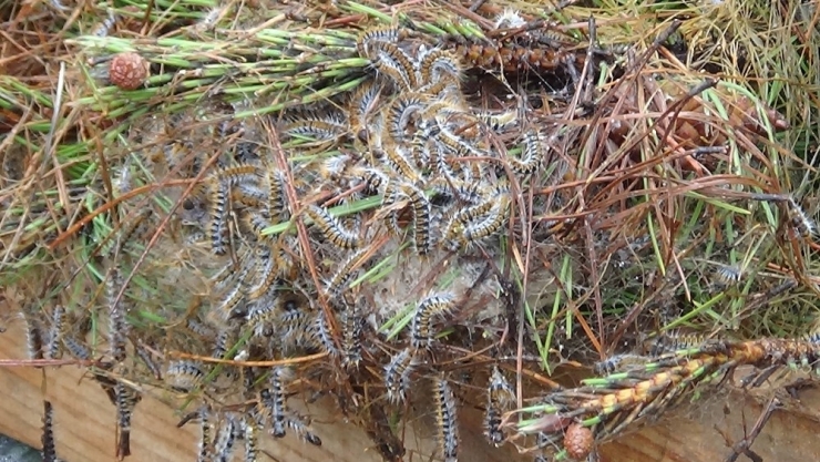 Bu Da Tırtıl Hapishanesi